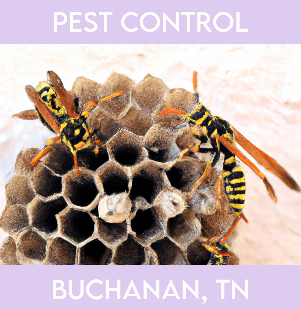 pest control in Buchanan Tennessee