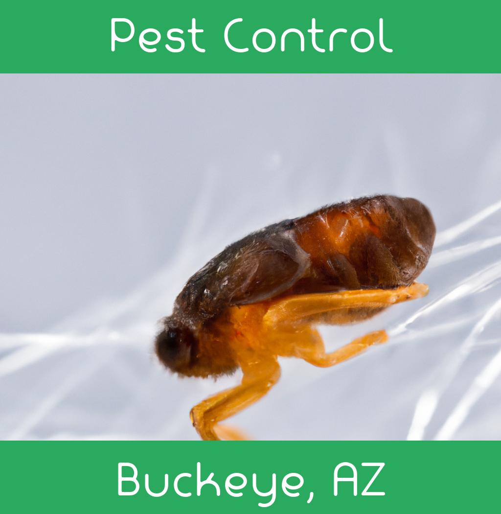 pest control in Buckeye Arizona