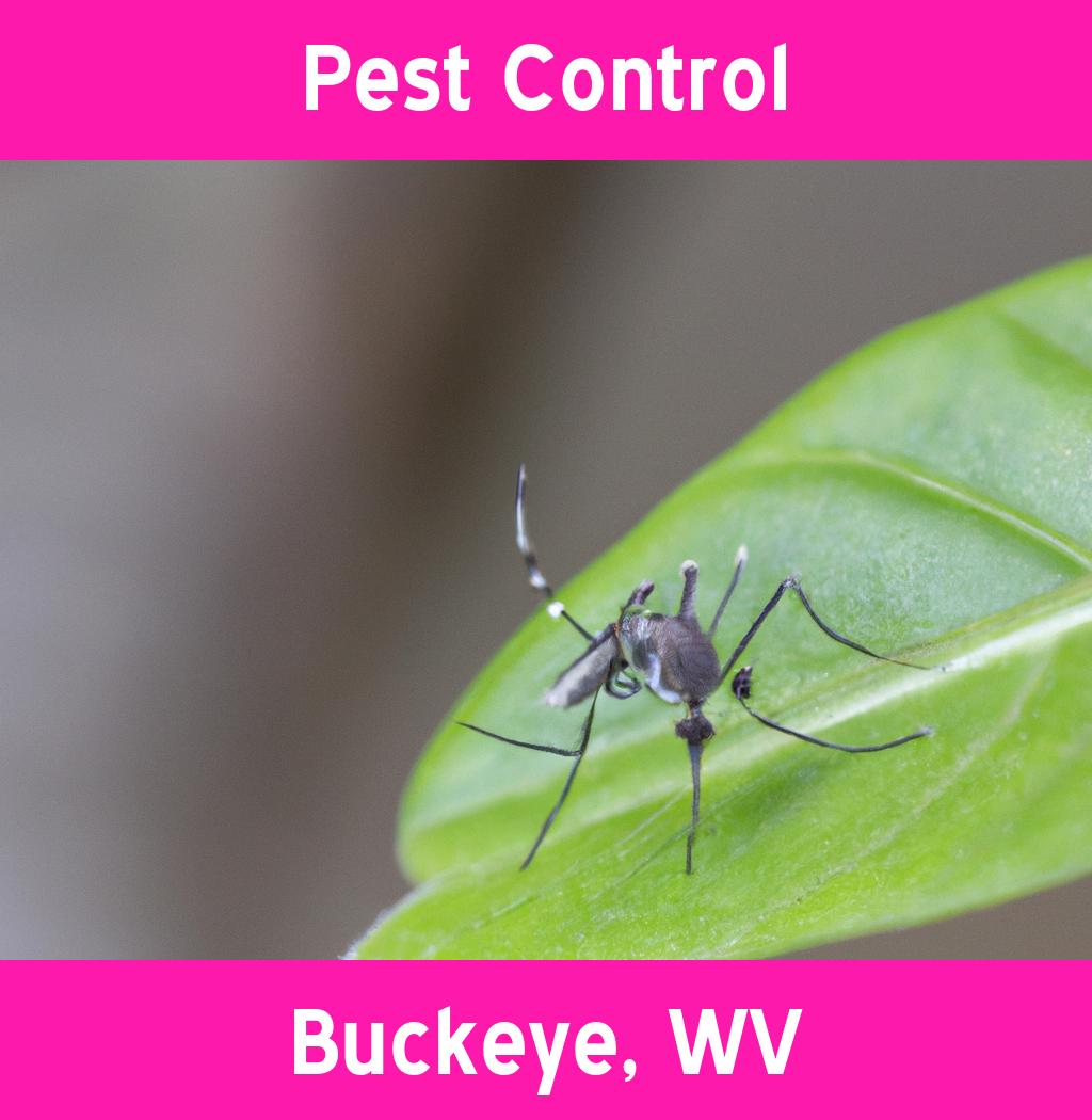 pest control in Buckeye West Virginia