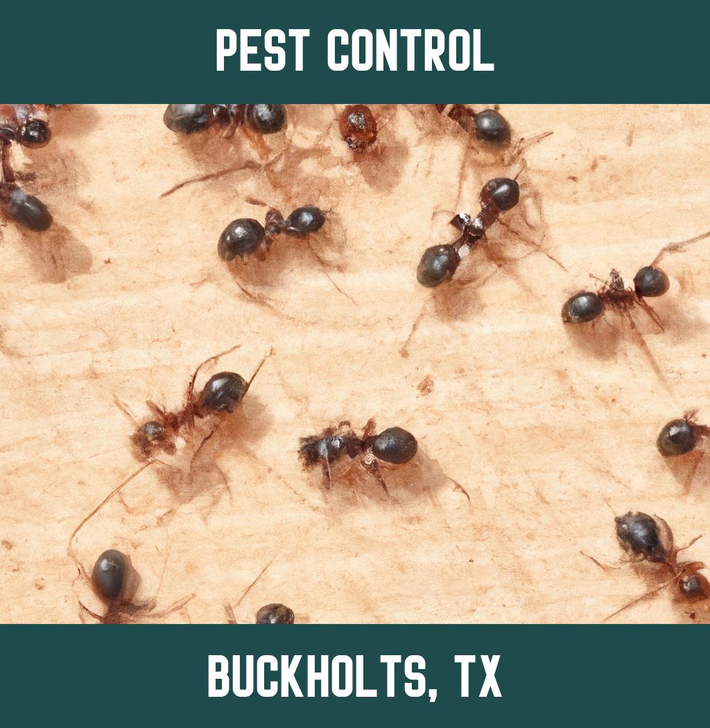 pest control in Buckholts Texas