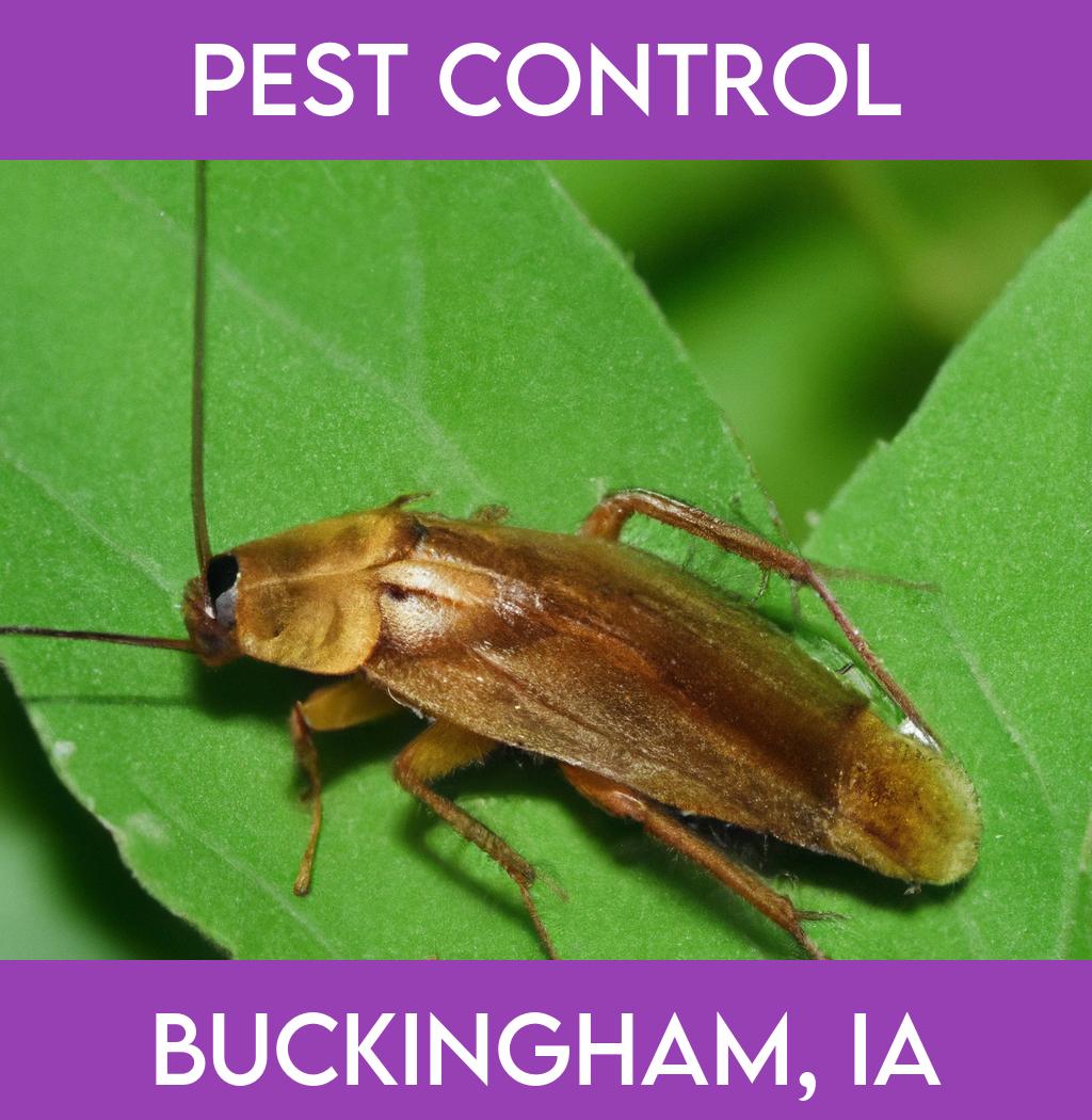 pest control in Buckingham Iowa