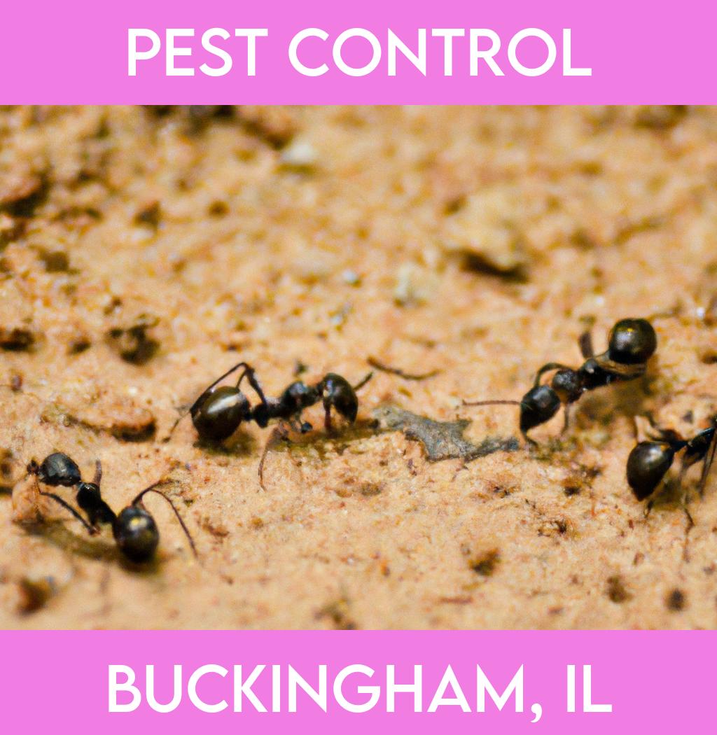 pest control in Buckingham Illinois
