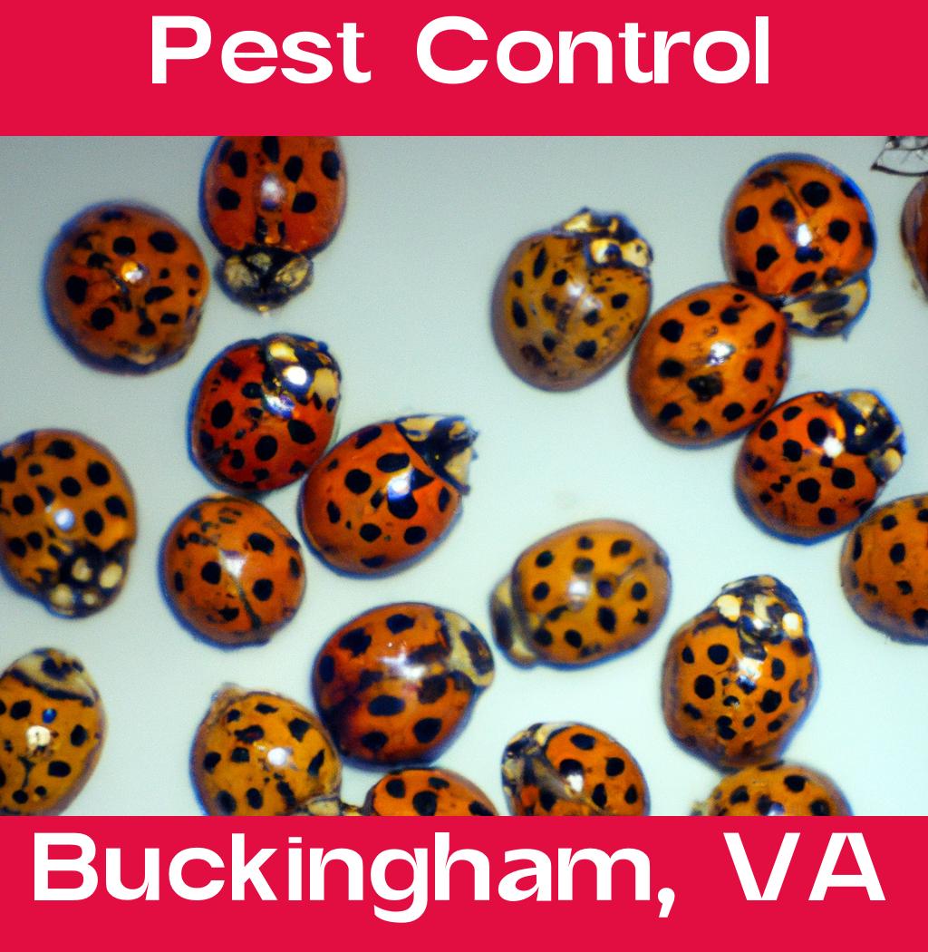 pest control in Buckingham Virginia