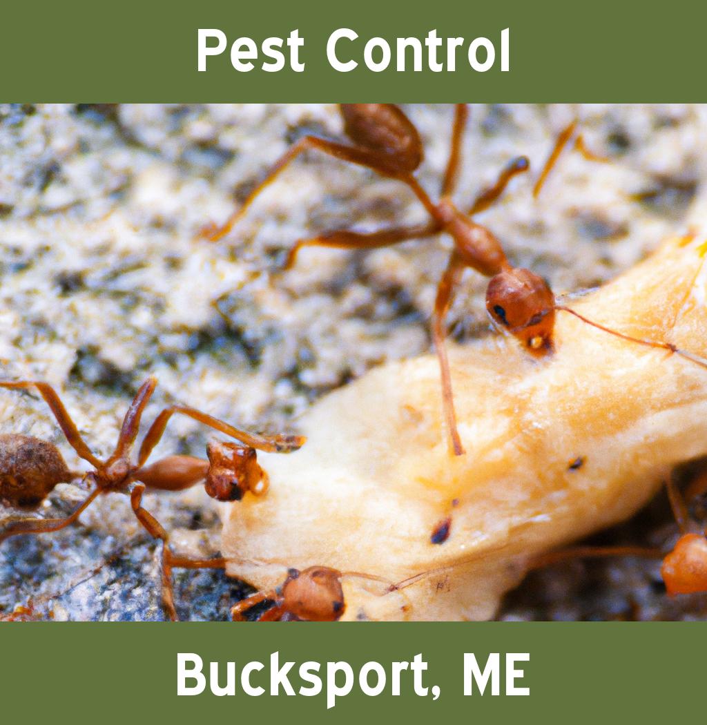 pest control in Bucksport Maine
