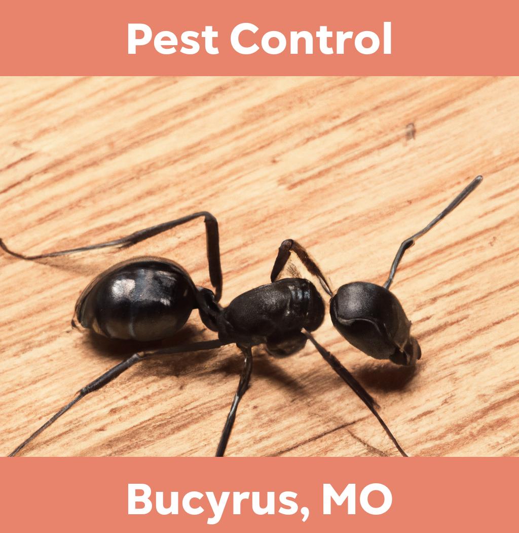 pest control in Bucyrus Missouri