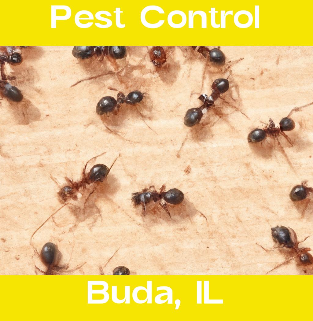 pest control in Buda Illinois