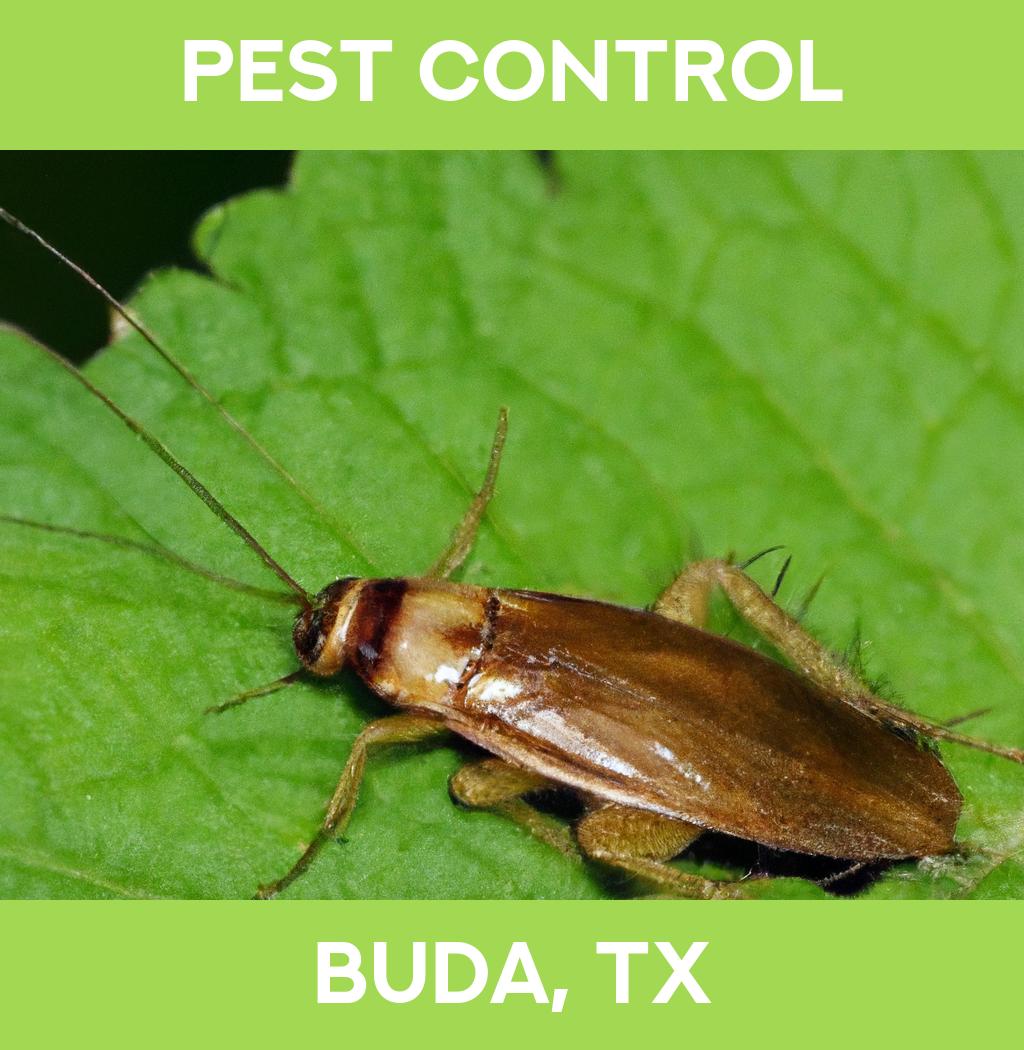 pest control in Buda Texas