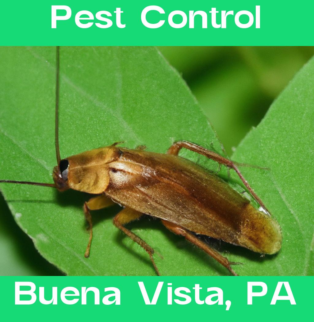 pest control in Buena Vista Pennsylvania