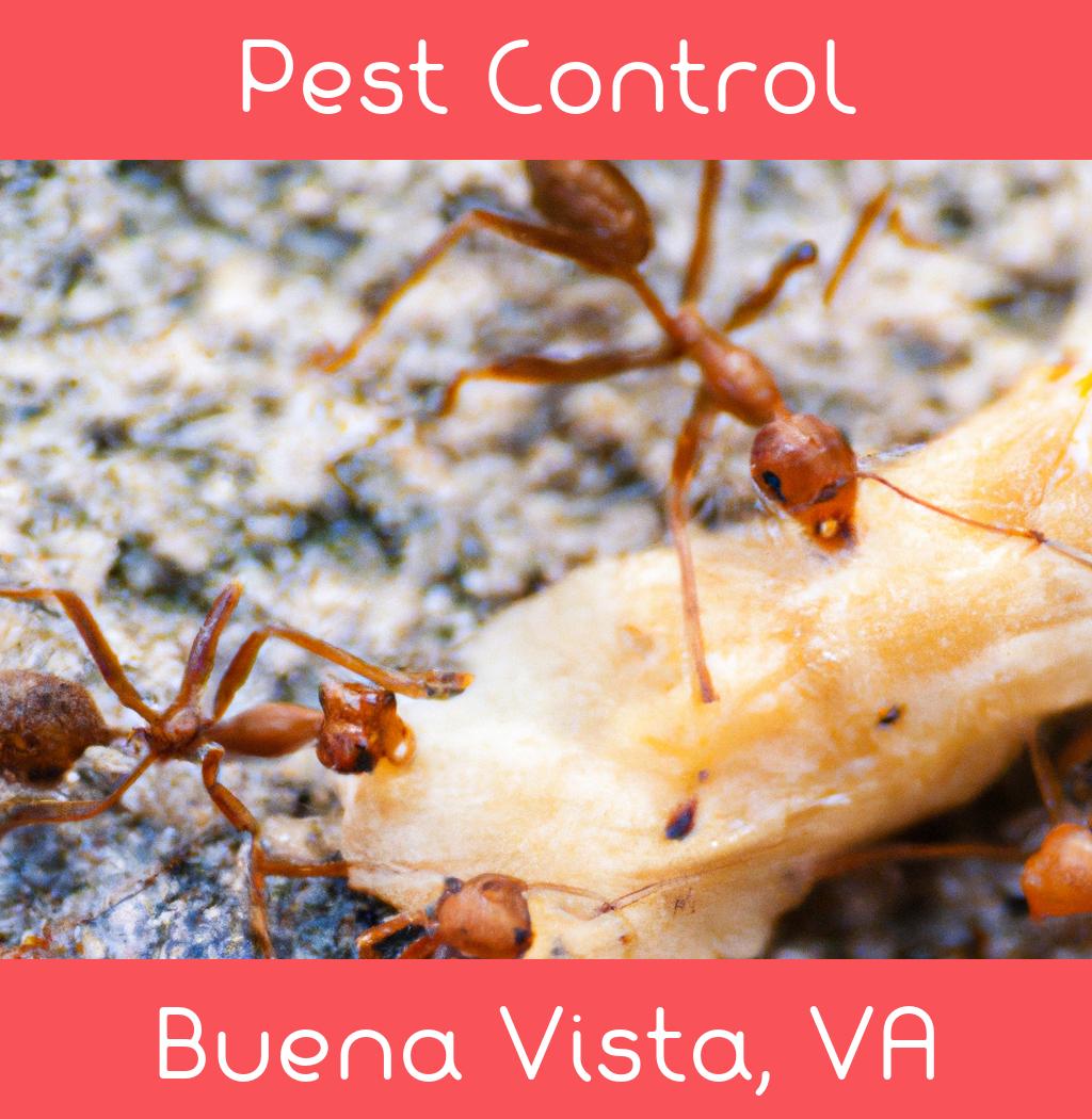pest control in Buena Vista Virginia