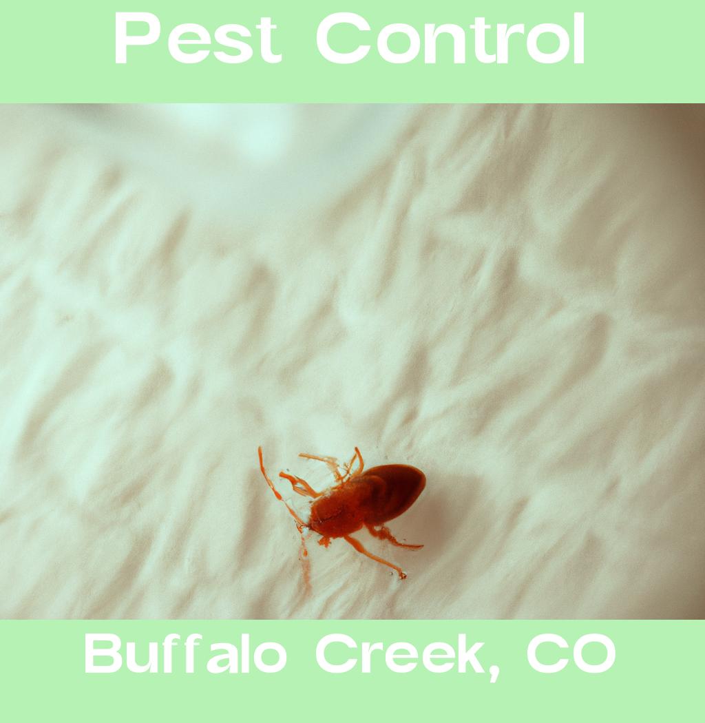 pest control in Buffalo Creek Colorado