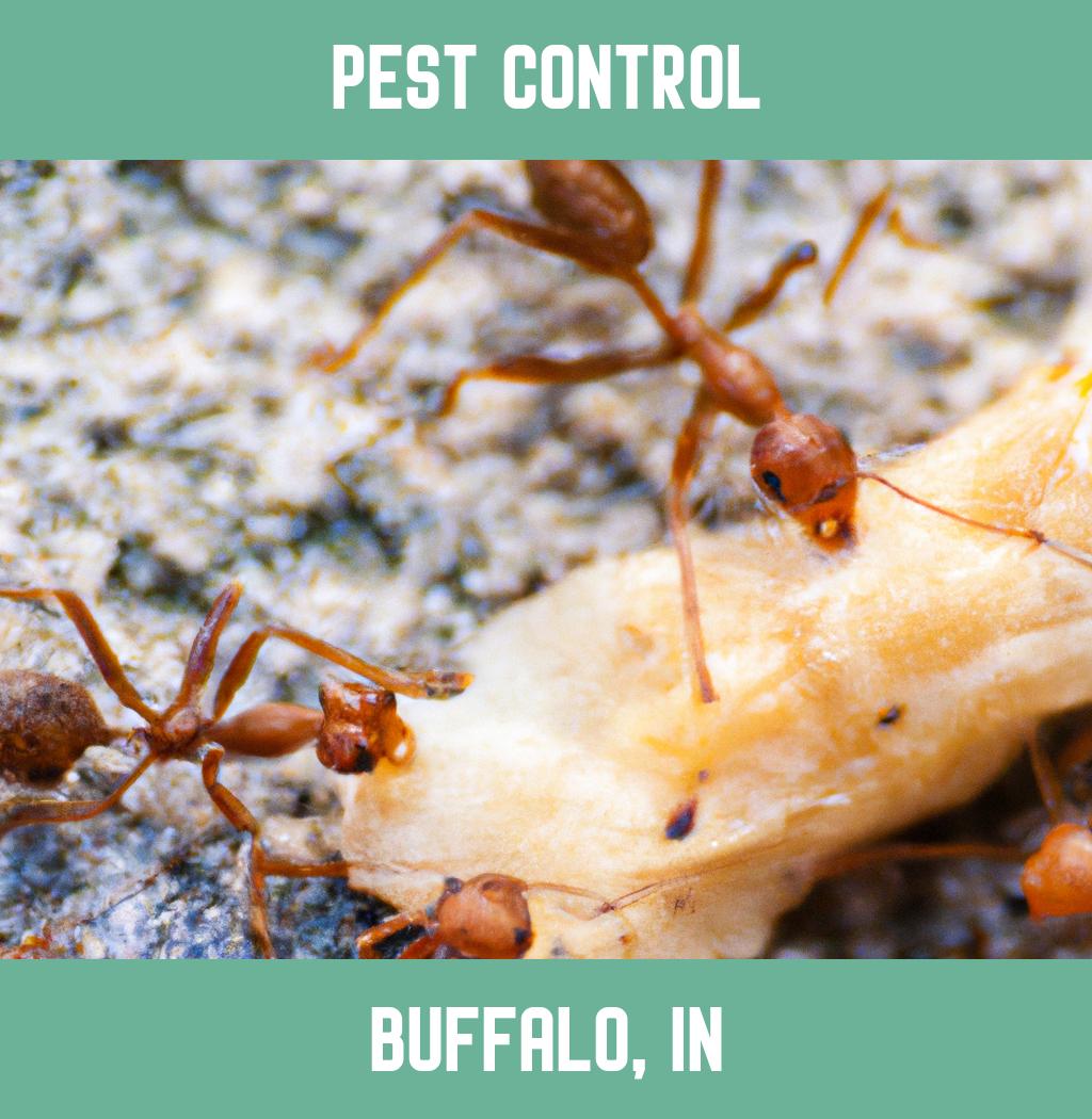 pest control in Buffalo Indiana