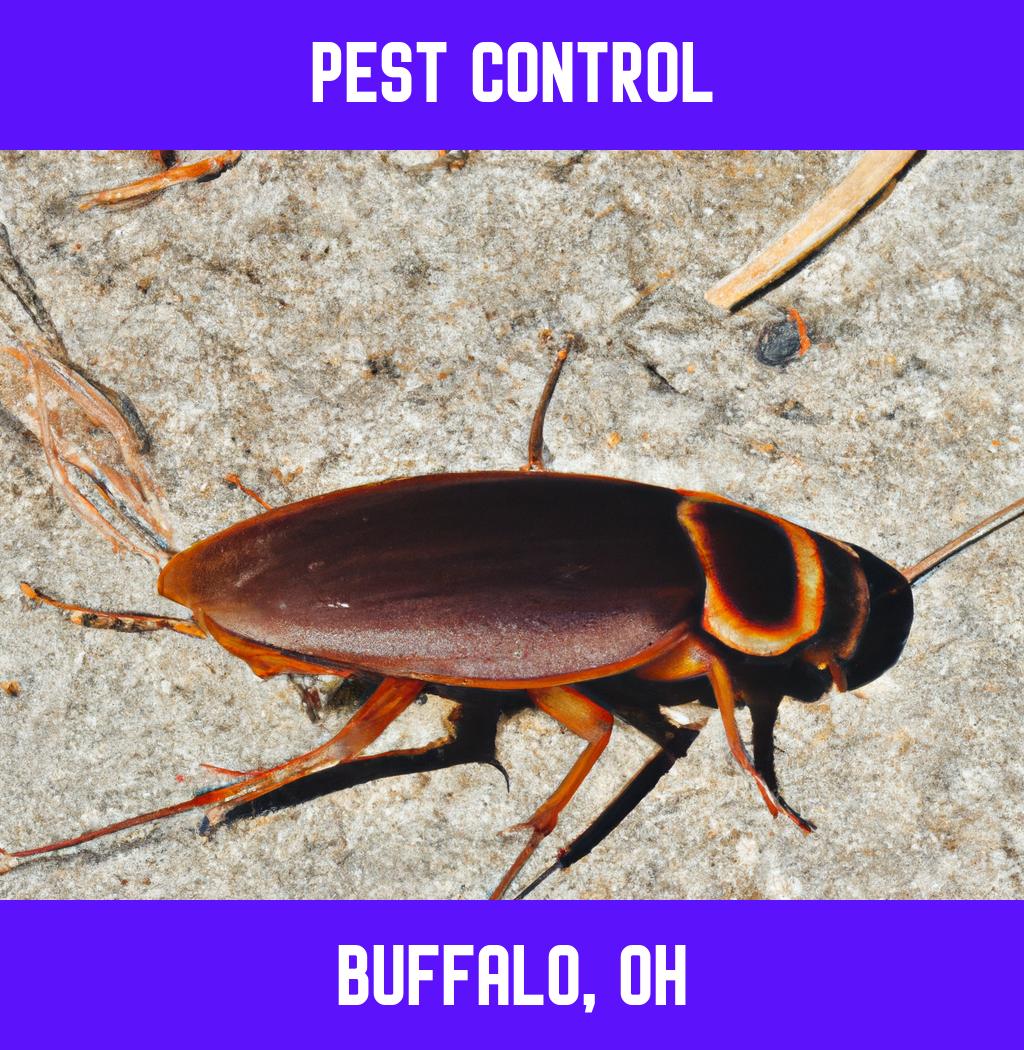 pest control in Buffalo Ohio