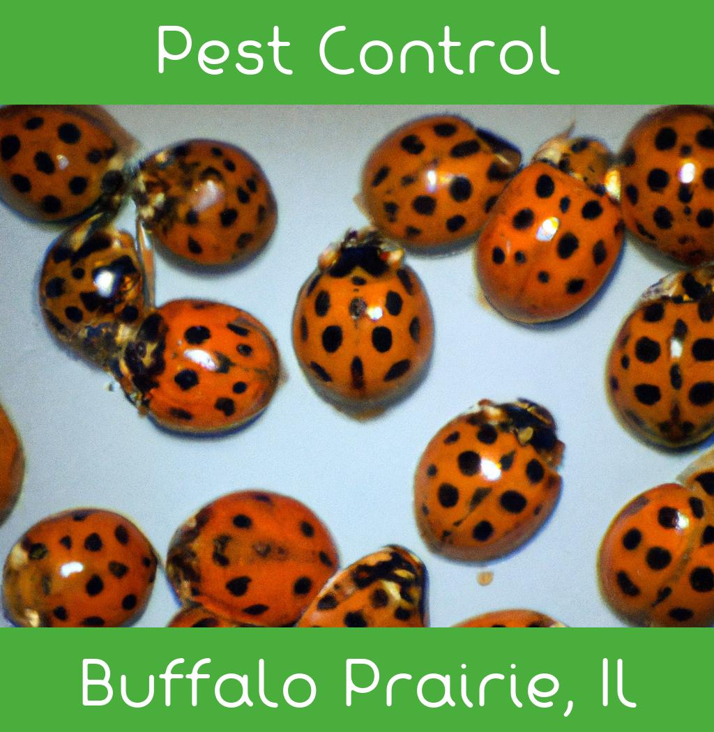 pest control in Buffalo Prairie Illinois