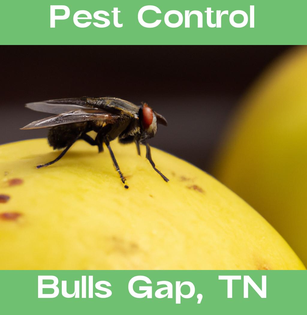 pest control in Bulls Gap Tennessee