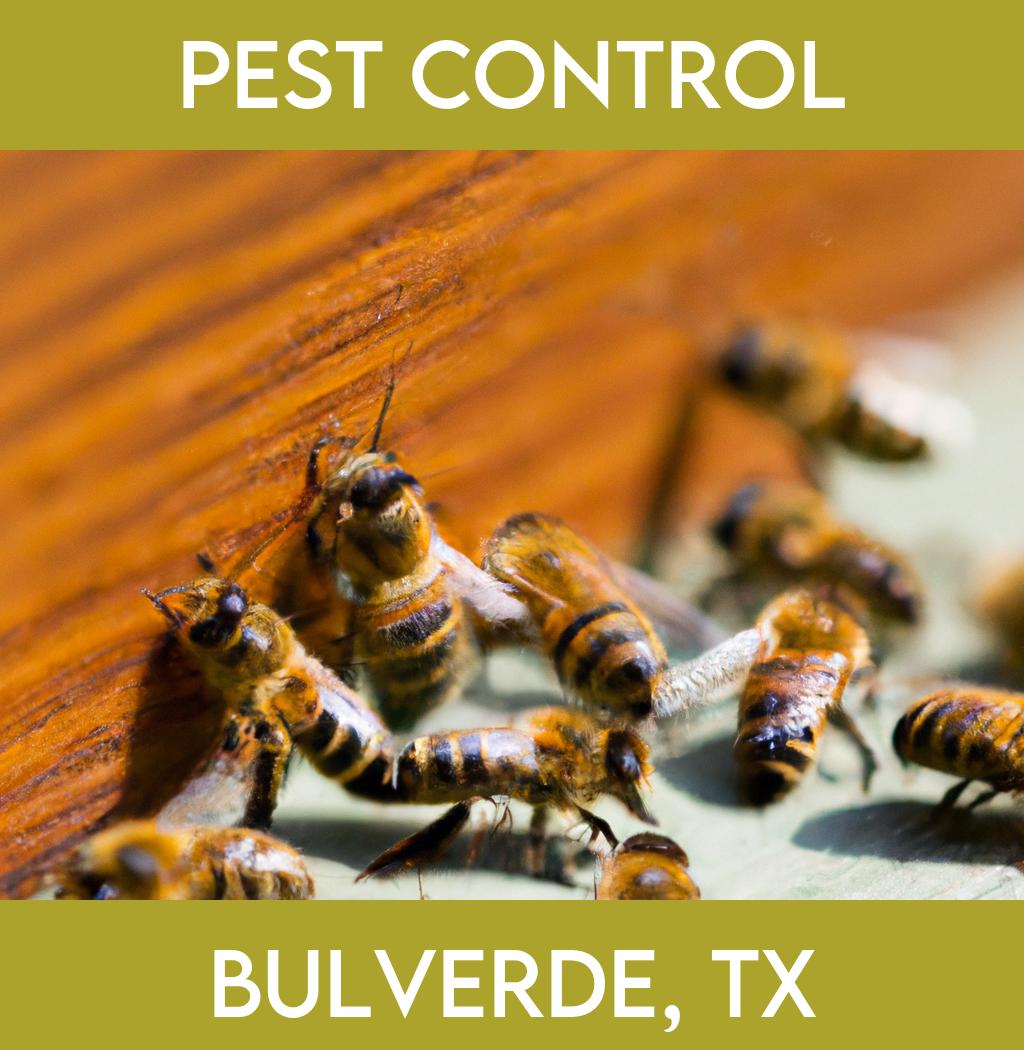 pest control in Bulverde Texas