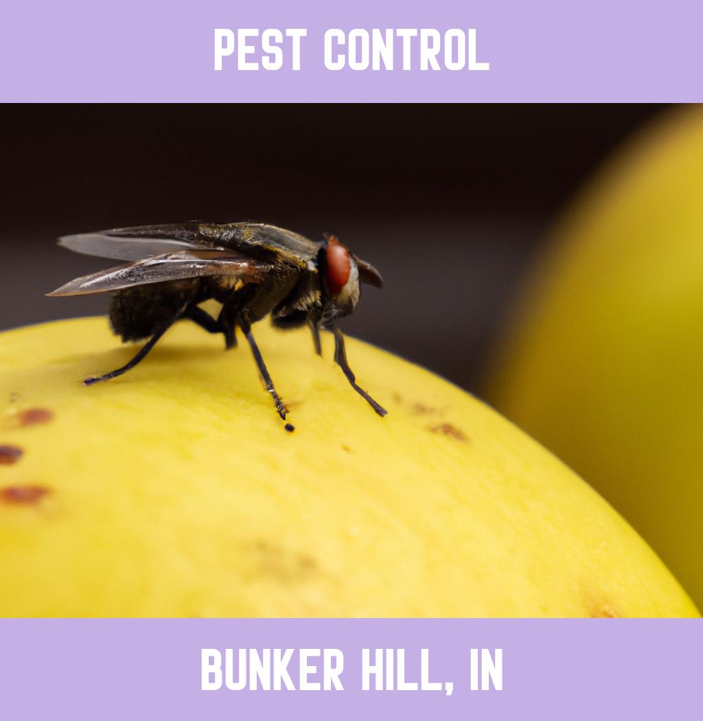 pest control in Bunker Hill Indiana
