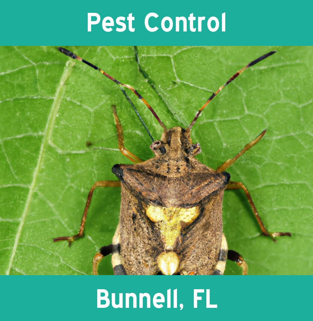 pest control in Bunnell Florida