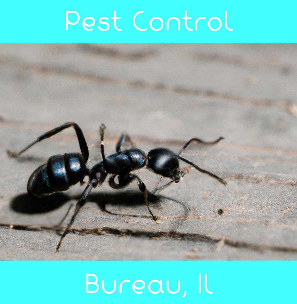 pest control in Bureau Illinois