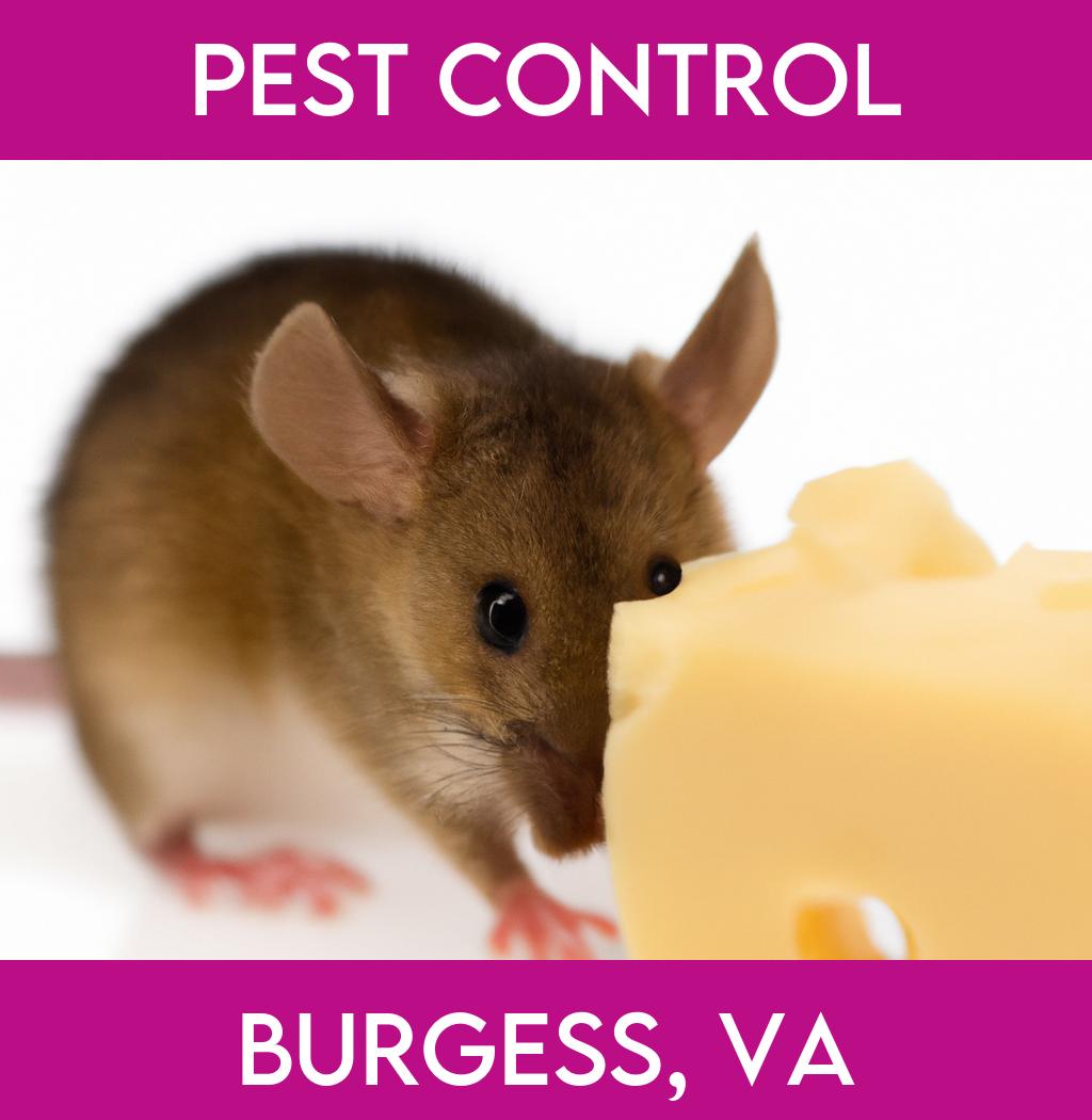 pest control in Burgess Virginia