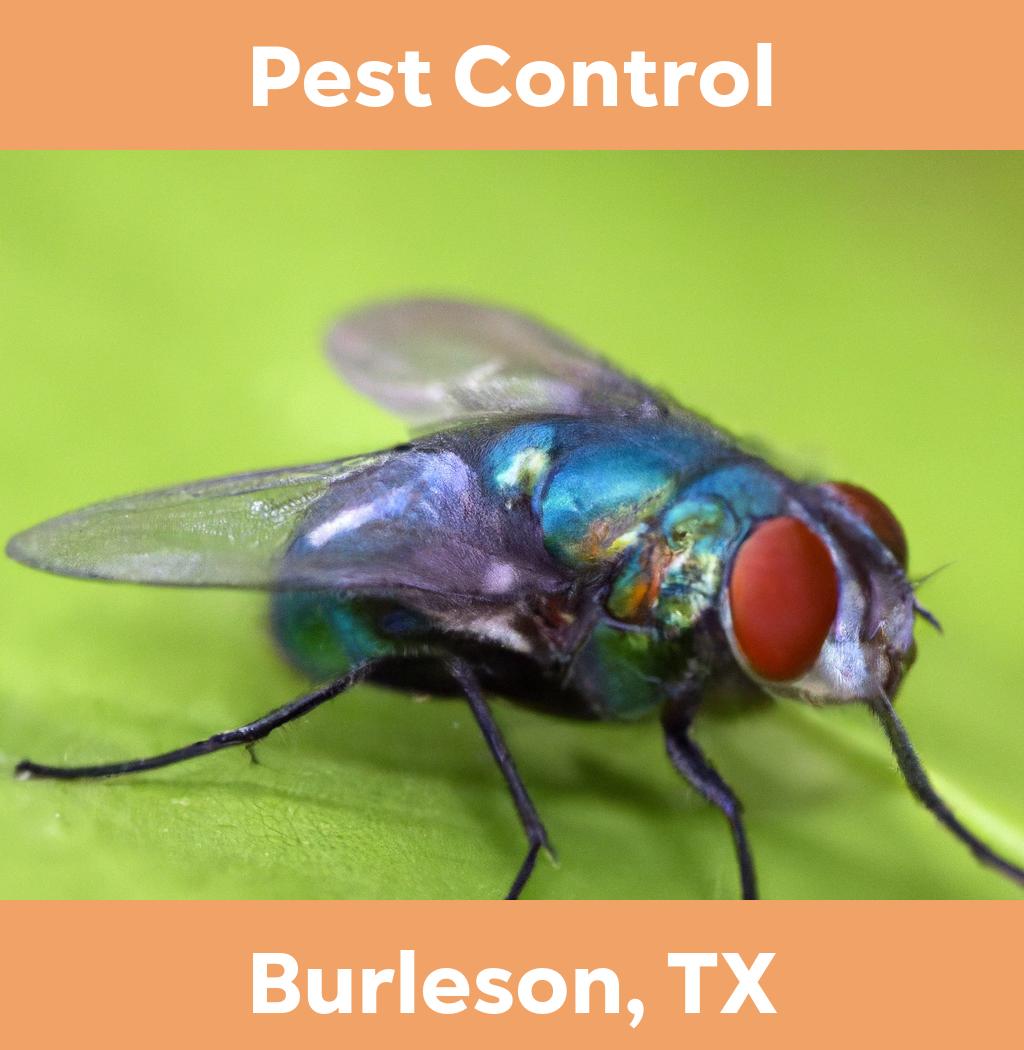 pest control in Burleson Texas