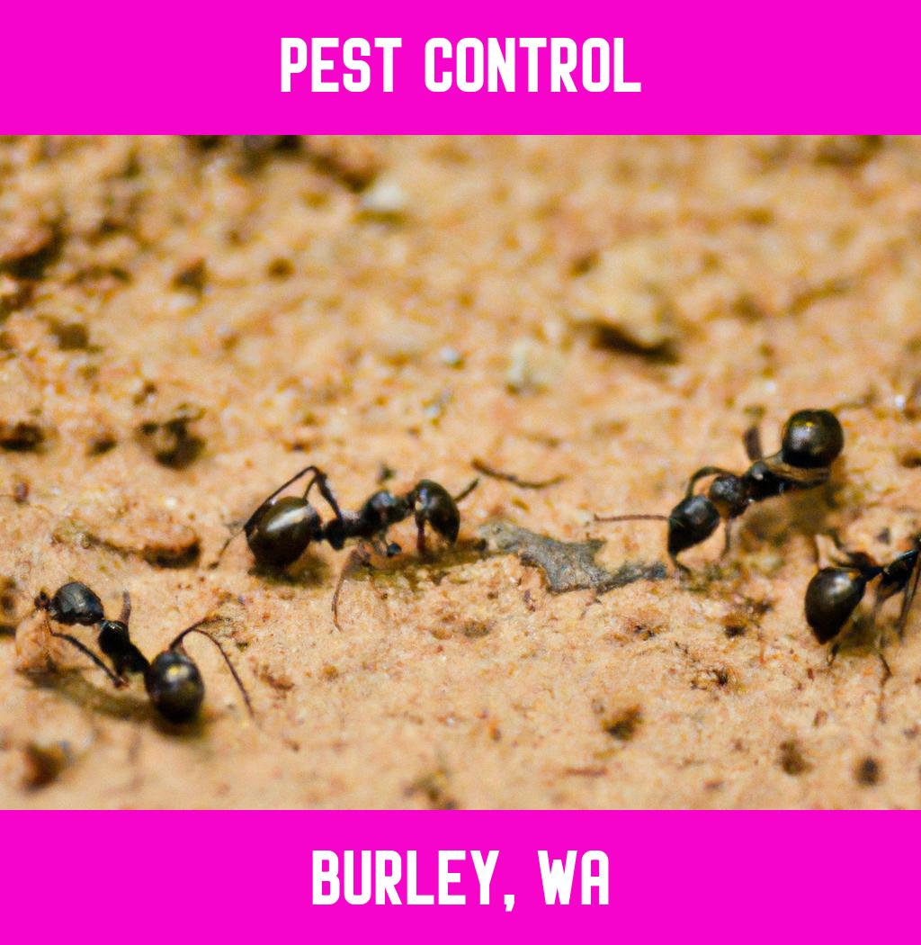 pest control in Burley Washington