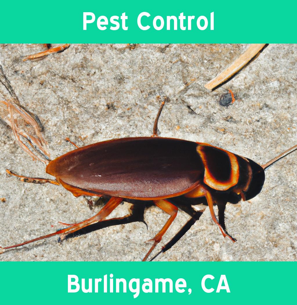 pest control in Burlingame California