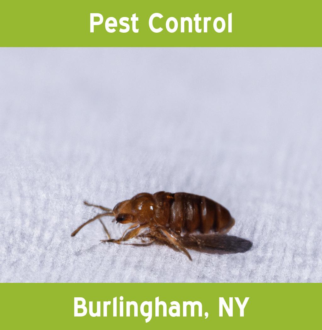 pest control in Burlingham New York