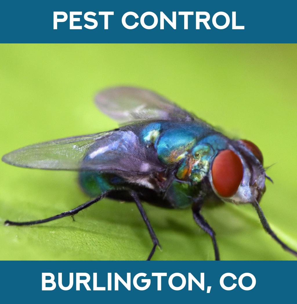 pest control in Burlington Colorado
