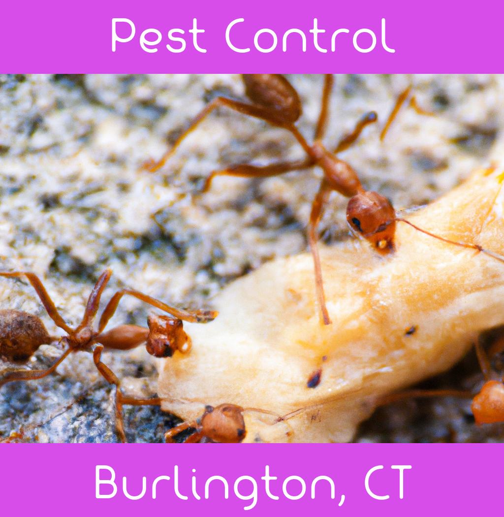pest control in Burlington Connecticut