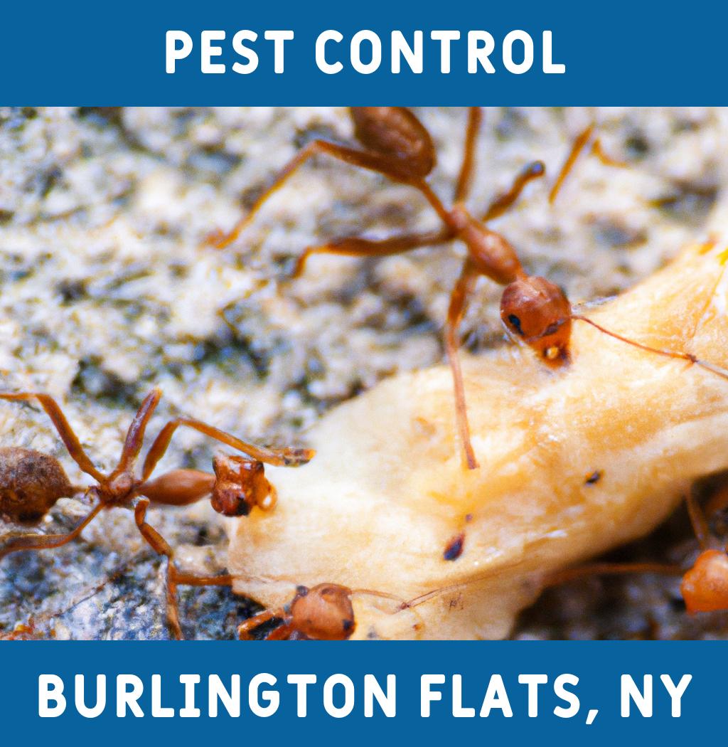 pest control in Burlington Flats New York