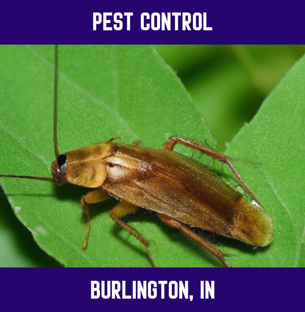 pest control in Burlington Indiana