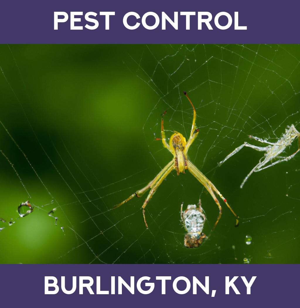 pest control in Burlington Kentucky