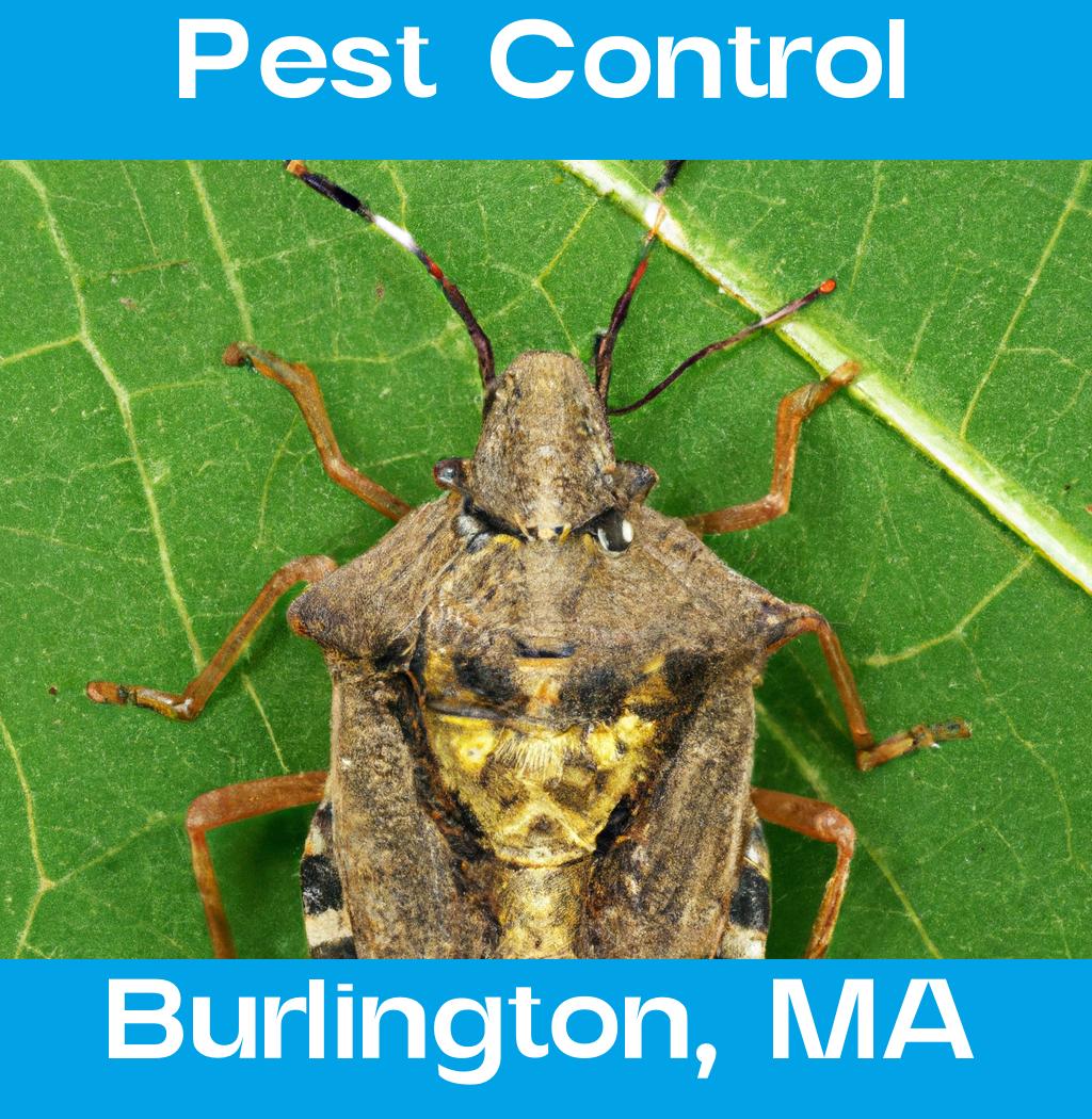 pest control in Burlington Massachusetts