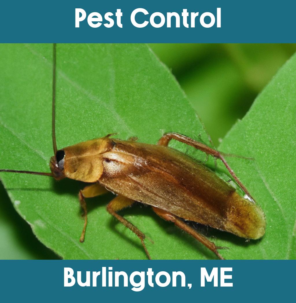 pest control in Burlington Maine