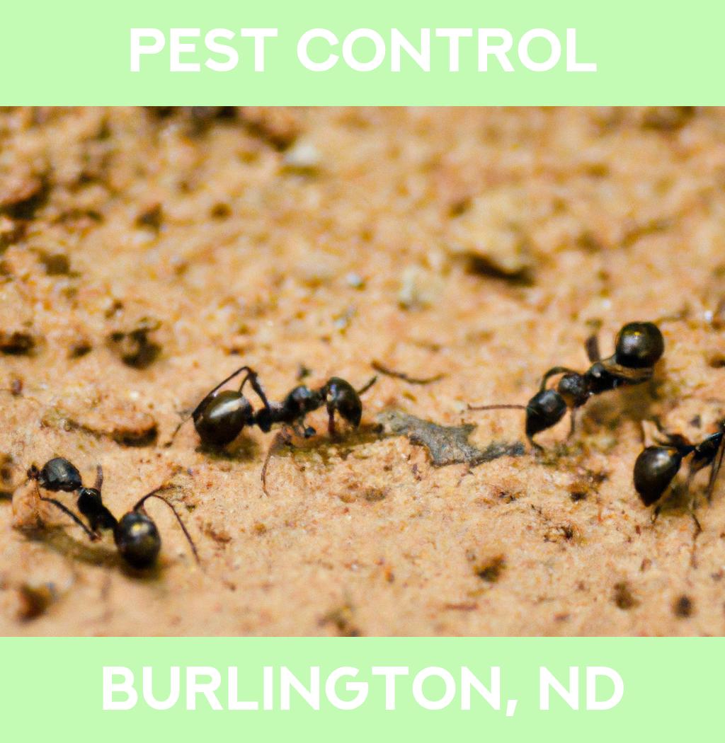 pest control in Burlington North Dakota