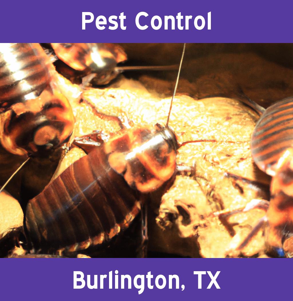 pest control in Burlington Texas