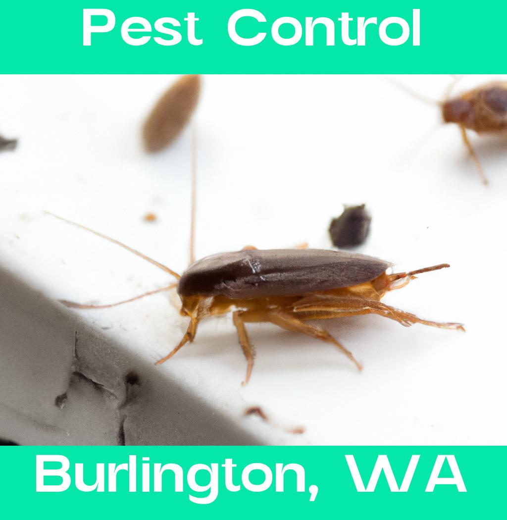 pest control in Burlington Washington