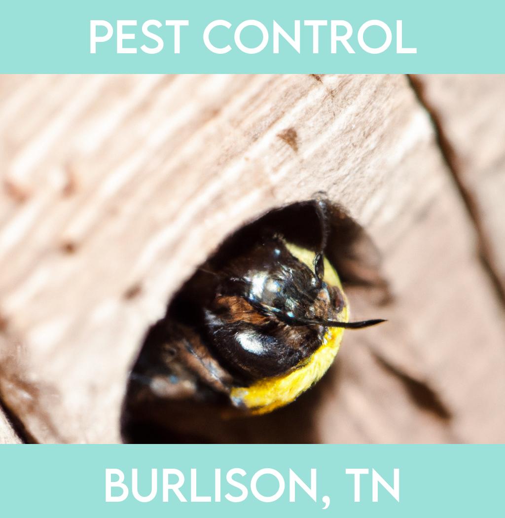 pest control in Burlison Tennessee