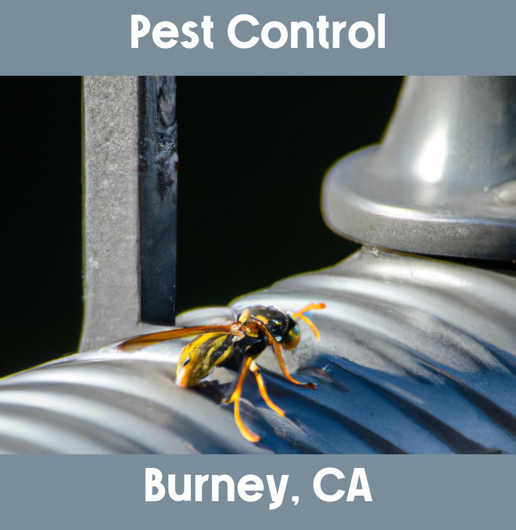 pest control in Burney California