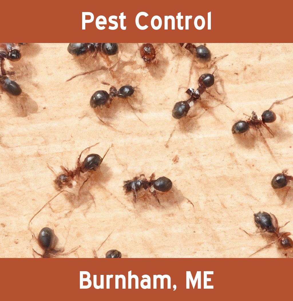 pest control in Burnham Maine