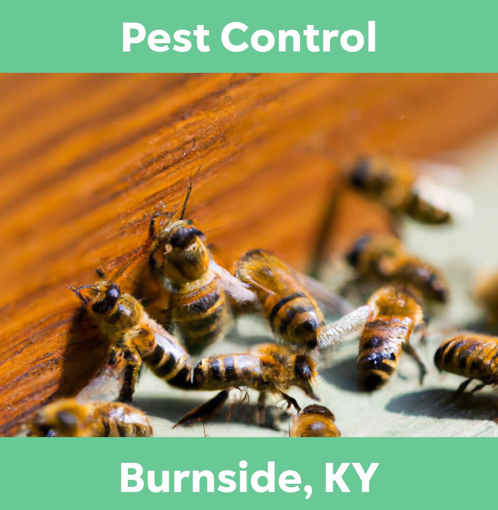 pest control in Burnside Kentucky