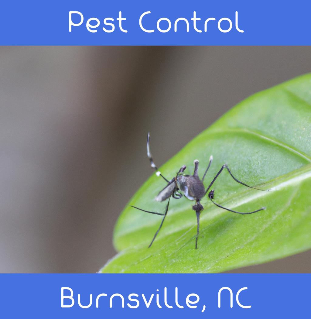 pest control in Burnsville North Carolina