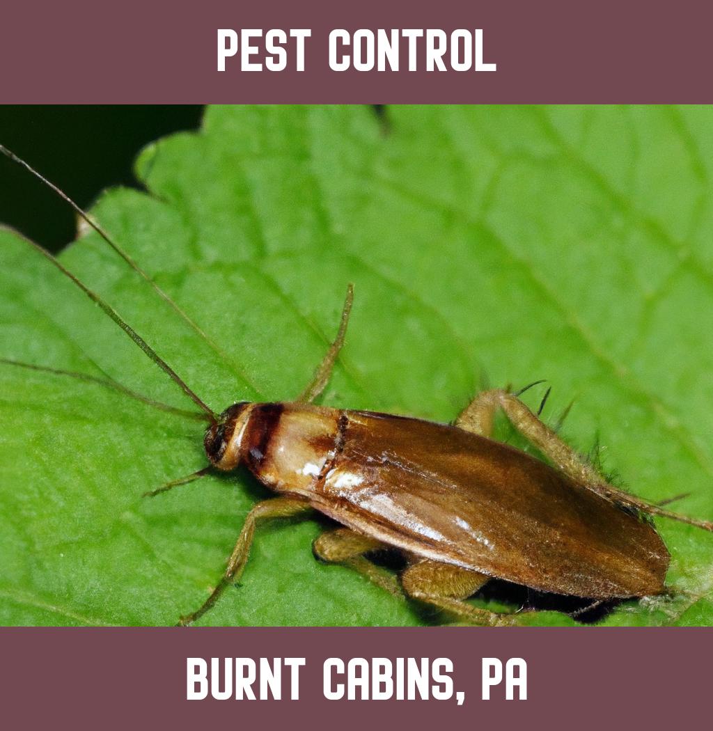 pest control in Burnt Cabins Pennsylvania