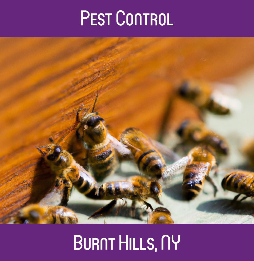 pest control in Burnt Hills New York