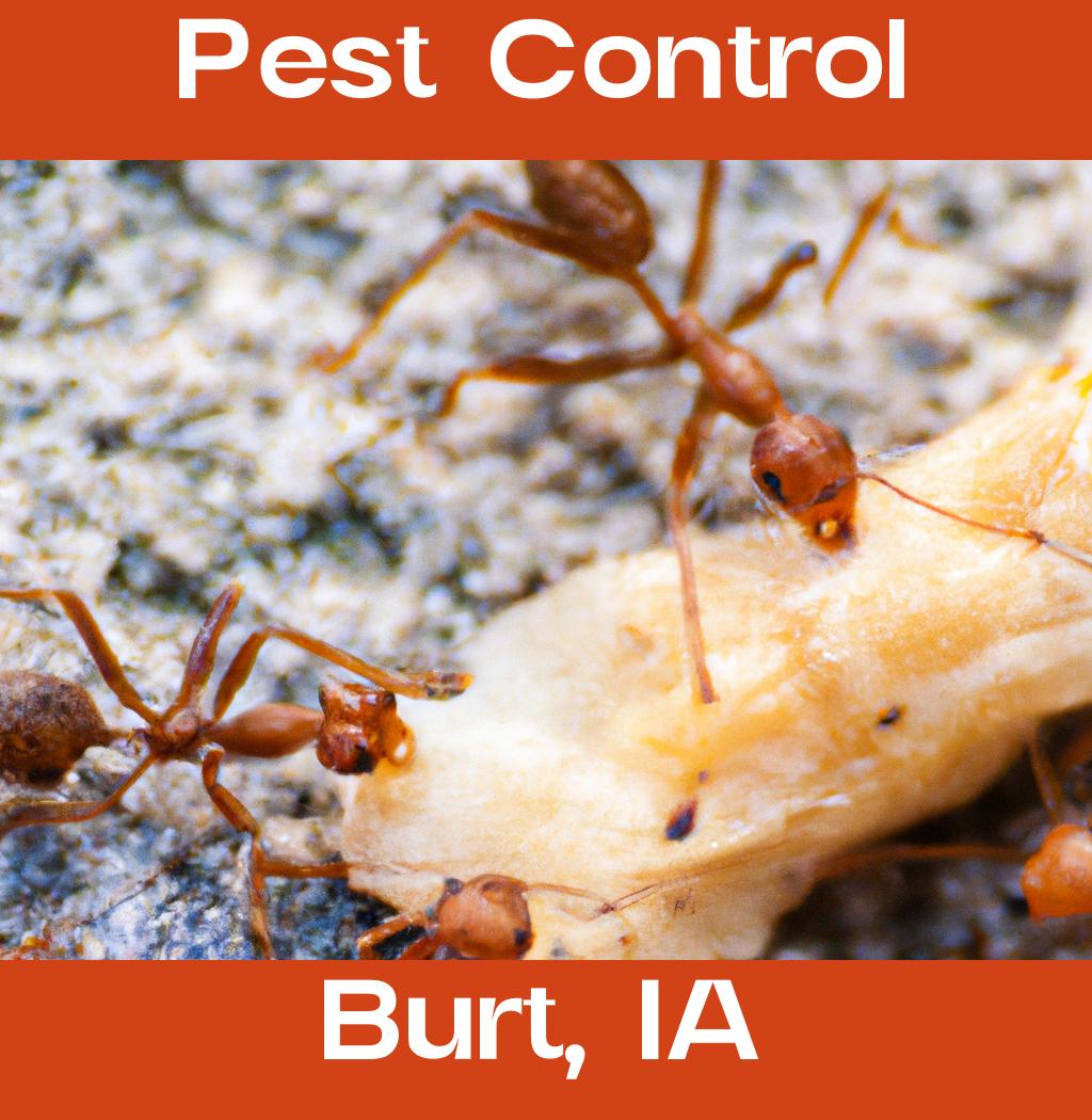 pest control in Burt Iowa