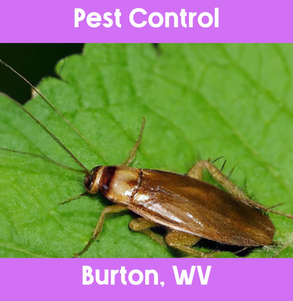 pest control in Burton West Virginia