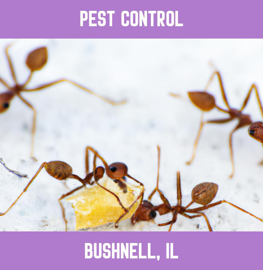 pest control in Bushnell Illinois