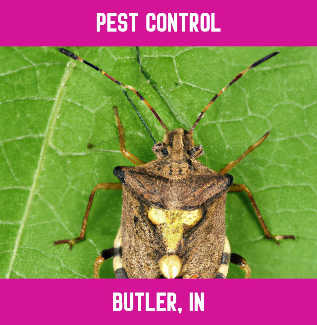 pest control in Butler Indiana
