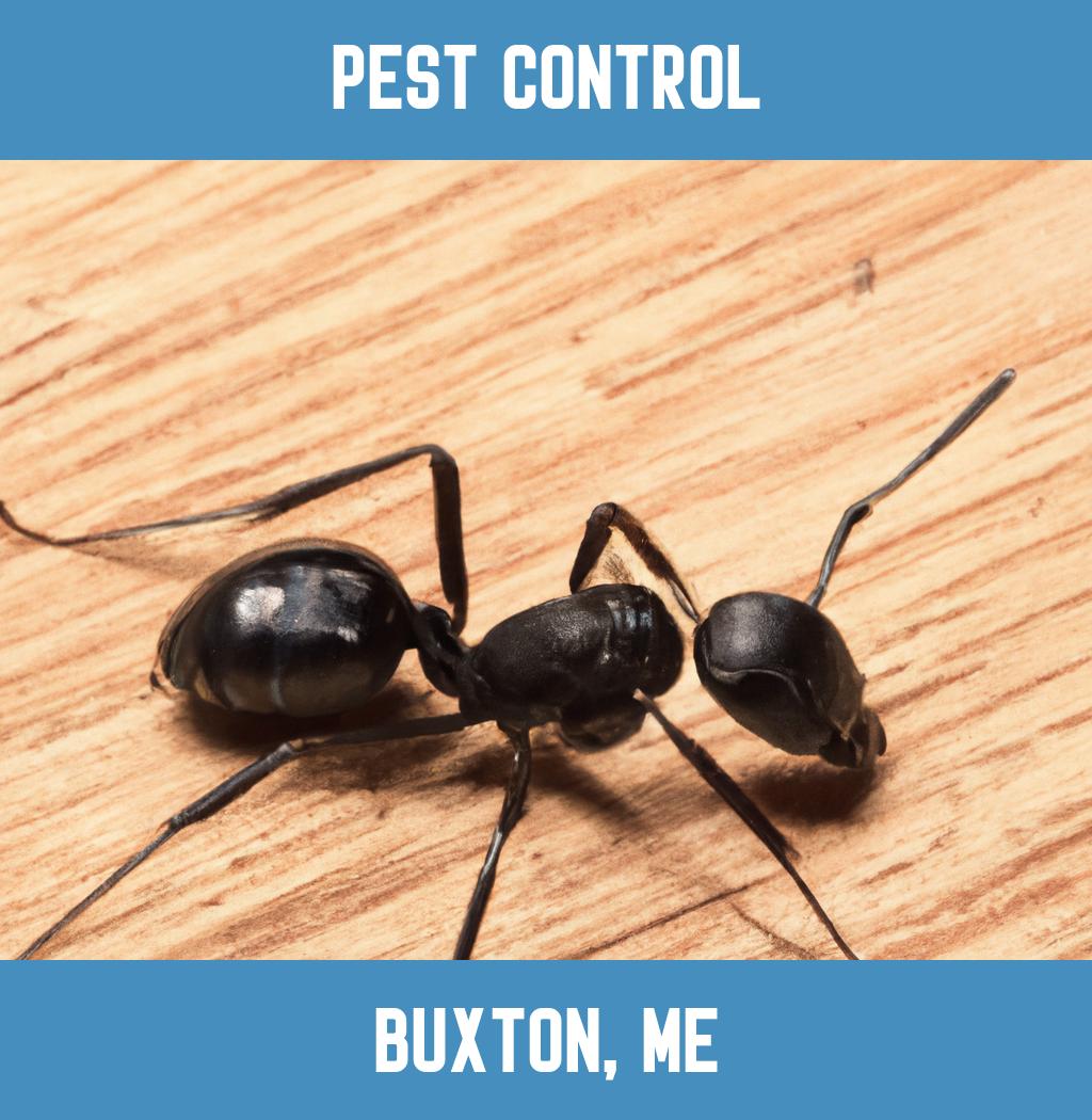 pest control in Buxton Maine