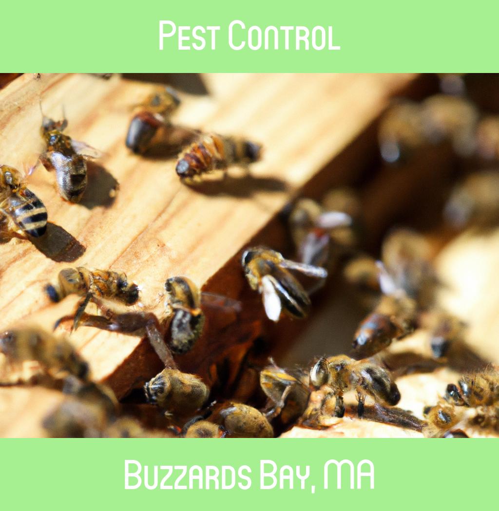 pest control in Buzzards Bay Massachusetts